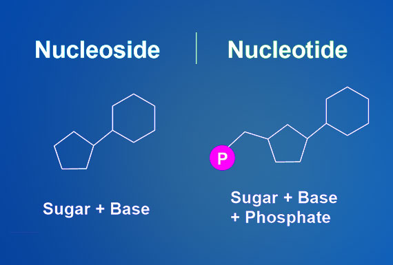 Nucleoside-Nucleotide.jpg